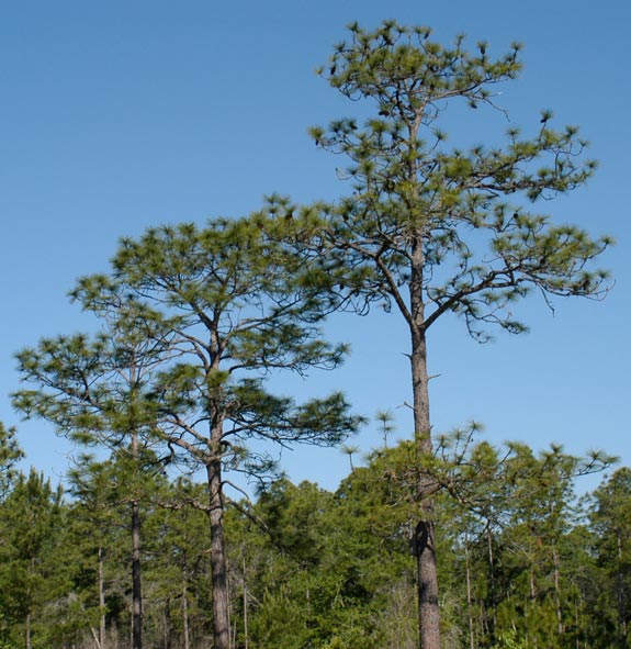 Longleaf pines